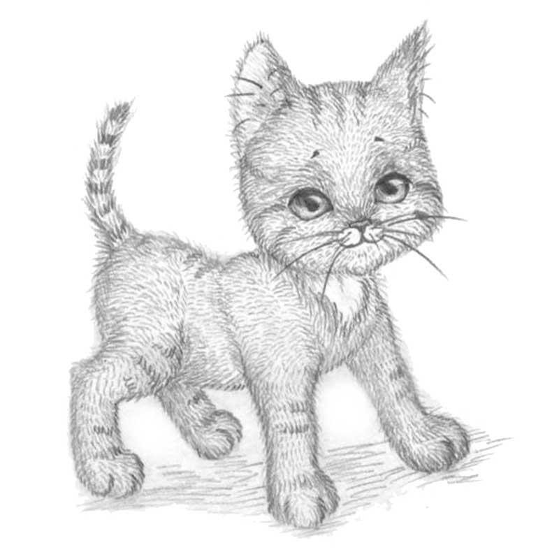 Картинки кошек рисовать. Котенок рисунок. Кошка карандашом. Кошка рисунок карандашом. Котёнок рисунок карандашом.