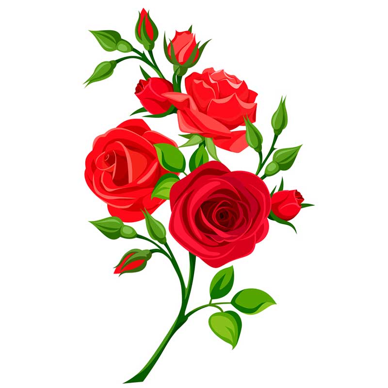 растущие розы на ветке - распечатать, скачать бесплатно
