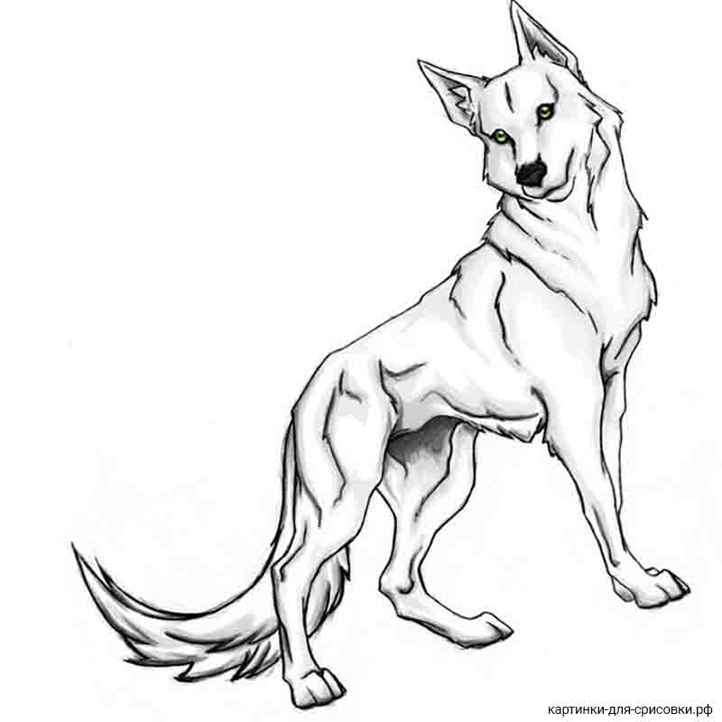собака аниме похожая на волка - распечатать, скачать бесплатно